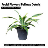 Dracaena Dara SinghLive Plant (Home & Garden)