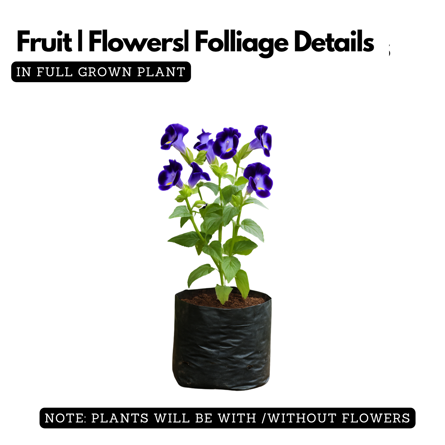 Torenia Live Plant (Home & Garden)