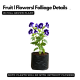 Torenia Live Plant (Home & Garden)
