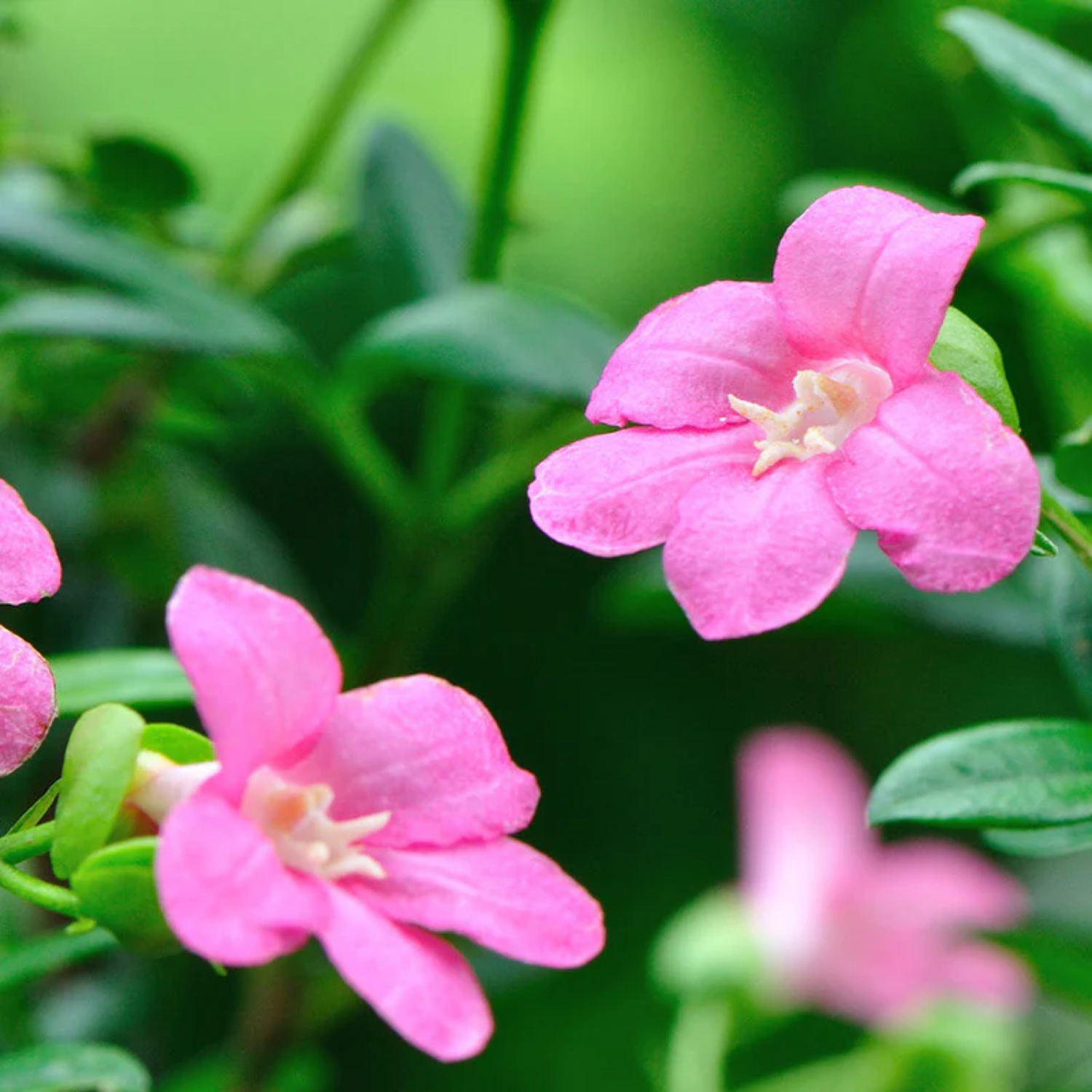 Lemonia Plant Live | Ravenia spectabilis Rare Fragrant Flowering / Ornamental Live Plant (Home & Garden)