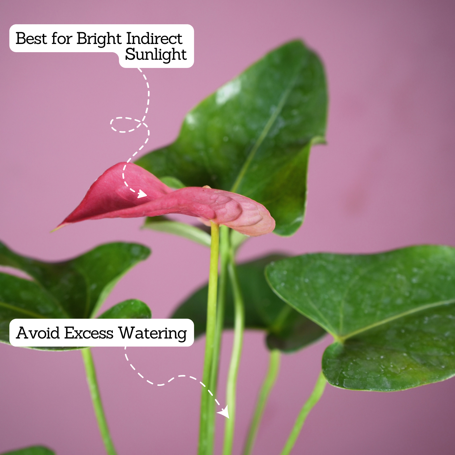Red Anthurium (Anthurium andraeanum) Flowering/Ornamental Live Plant (With 5 Inch Self-Watering Pot & Plant)