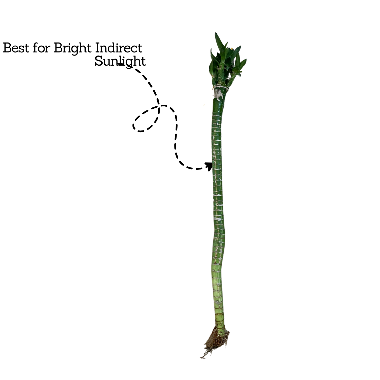 Lotus Bamboo Stick 50cm - Live Plant (Home & Garden)