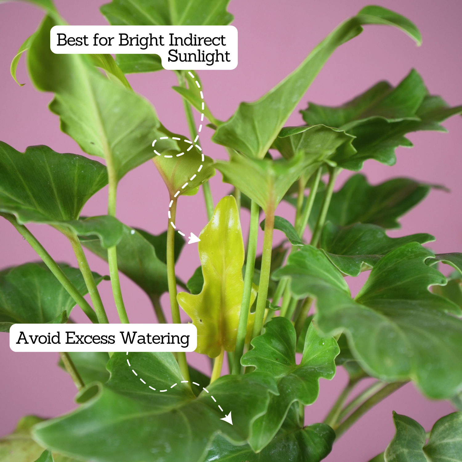 Philodendron Xanadu Golden (Thaumatophyllum Xanadu)- Live Plant (With 5 Inch Self-Watering Pot & Plant)