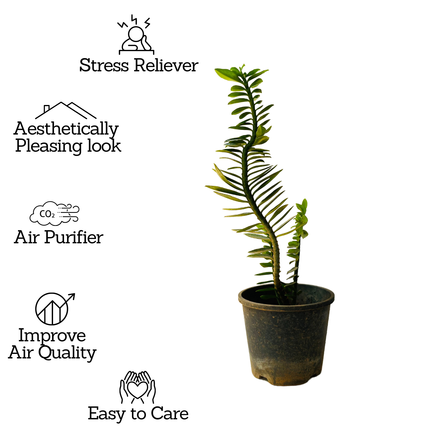 Pedilanthus Nana / Zig-Zag / Devils Backbone (Tithymaloides Nana) - Live Plant (Home & Garden)