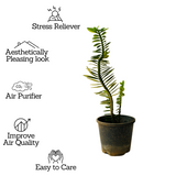 Pedilanthus Nana / Zig-Zag / Devils Backbone (Tithymaloides Nana) - Live Plant (Home & Garden)