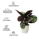 Calathea Renwine - Live Plant (Home & Garden)