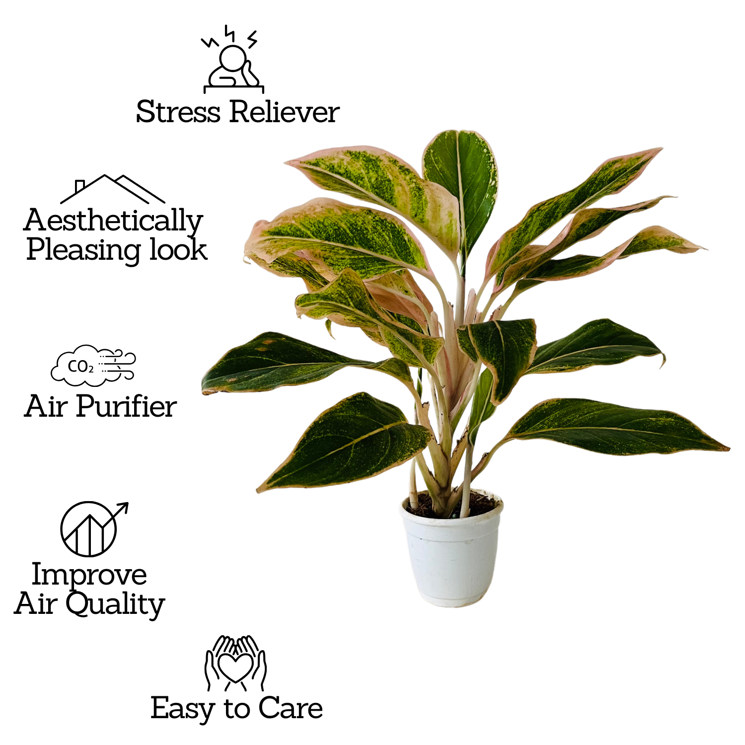 Aglaonema Pink Aurora - Live Plant in Small Pot