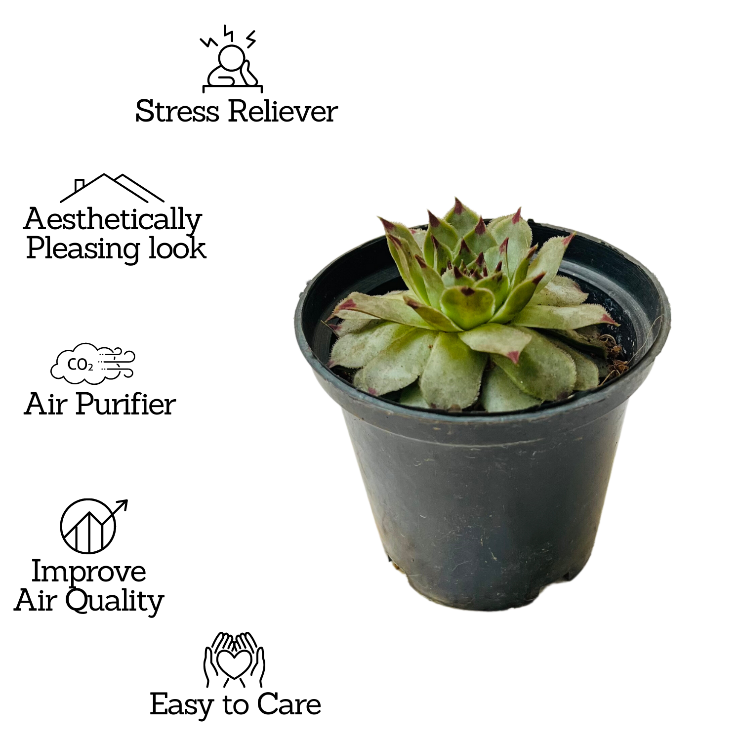 Red Tip Laxmi Kamal  (Lakshmi Kamal) -  Sempervivum Live Plant