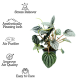 Peperomia Metallic- Live  Plant (Home & Garden)