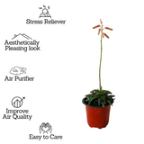 Aloe Tiger Jade - Live Succulent Plant (Home & Garden)