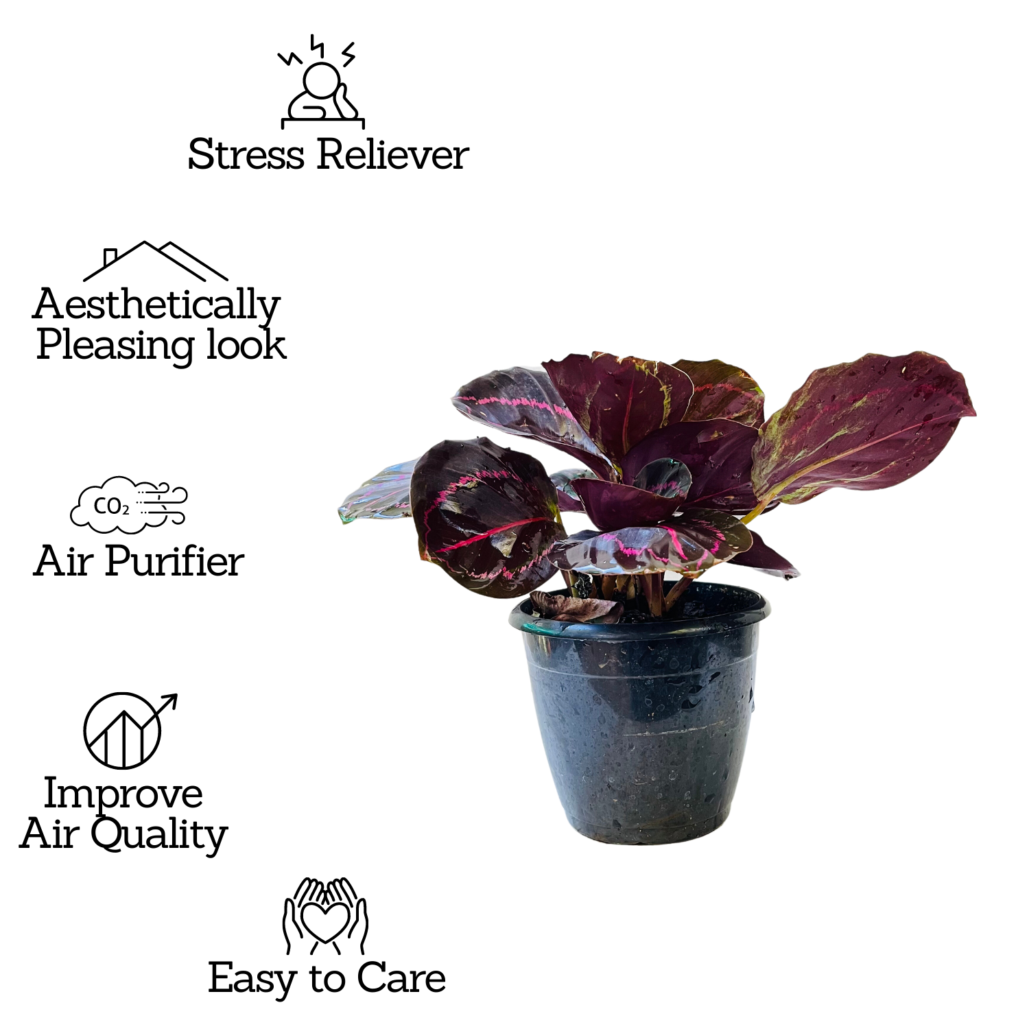Calathea Roseopicta ƒ??Dottieƒ?? - Live Plant (Home & Garden)