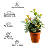 Red Ixora Miniature / Chethi (Ixora coccinea) Flowering/Ornamental Live Plant (Home & Garden)