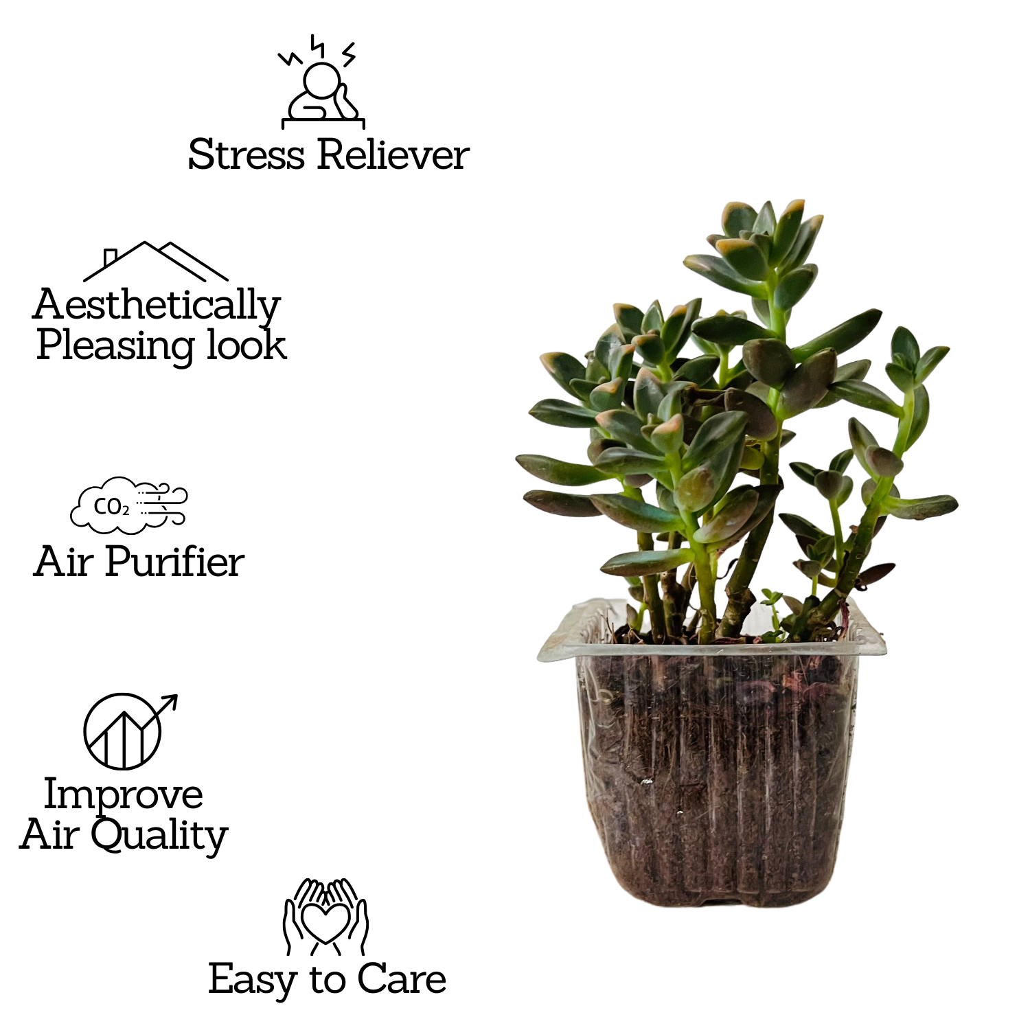 Graptosedum Succulent Live Plant