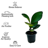 Peperomia Black / Black Knight (Peperomia obtusifolia) - Live Plant For Indoor (Home & Garden)