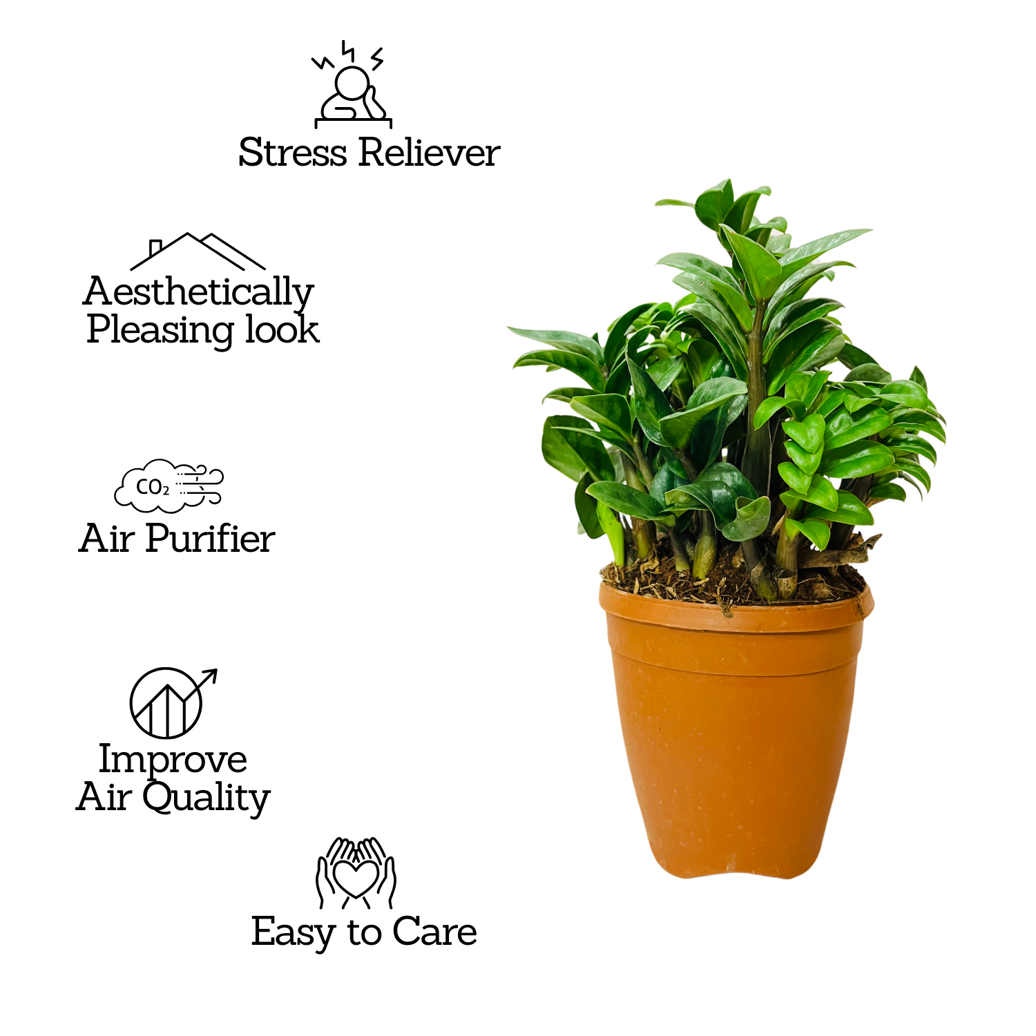 Zamioculcas zamiifolia ƒ??Zenziƒ?? / ZZ Miniature /Dwarf ZZ Plant- Live Plant in 6inch Pot (Home & Garden)