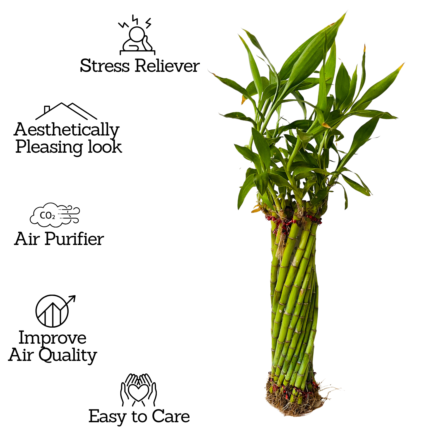 Multi Spiral / Spiral Cage Lucky Bamboo - Live Plant (Home & Garden)