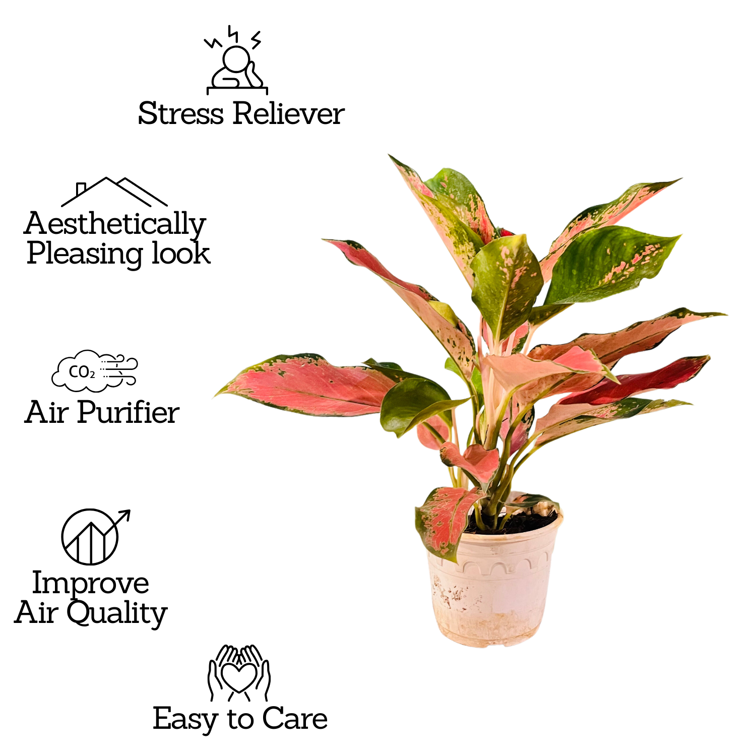 Aglaonema Thailand Red- Live Plant In Pot (Home & Garden)