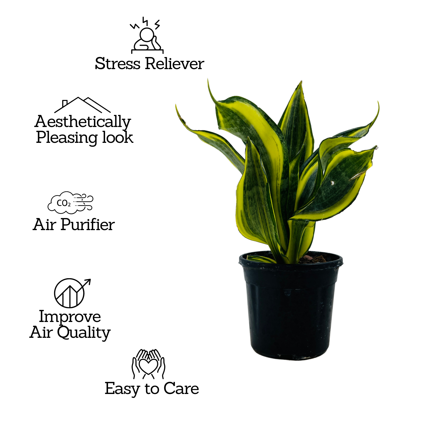 Sansevieria Crooked / Snake Plant (Dracaena trifasciata)- Live Plant in 4inch pot  (Home & Garden)