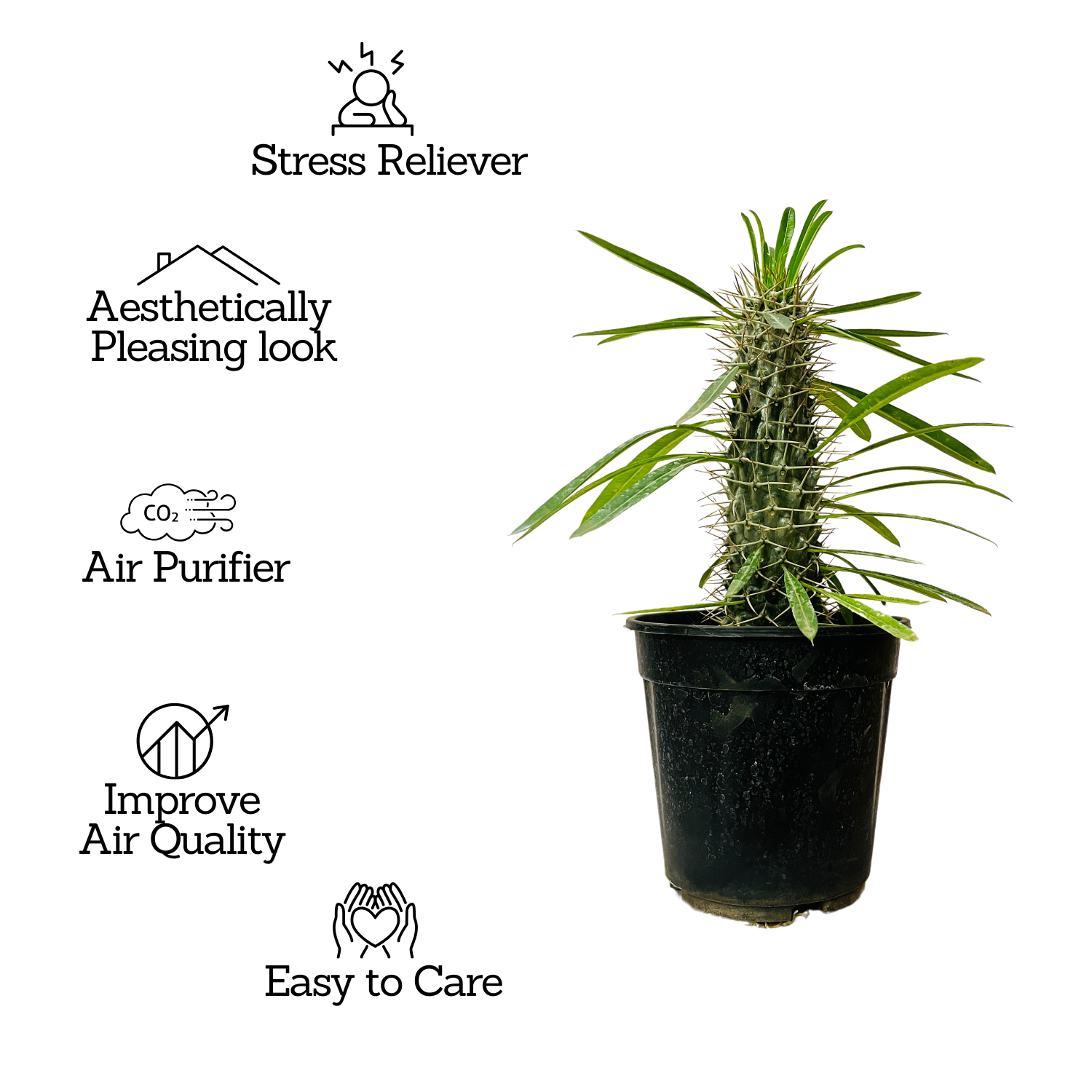 Madagascar Palm Miniature- Live Plant in 6inch Pot (Home & Garden)