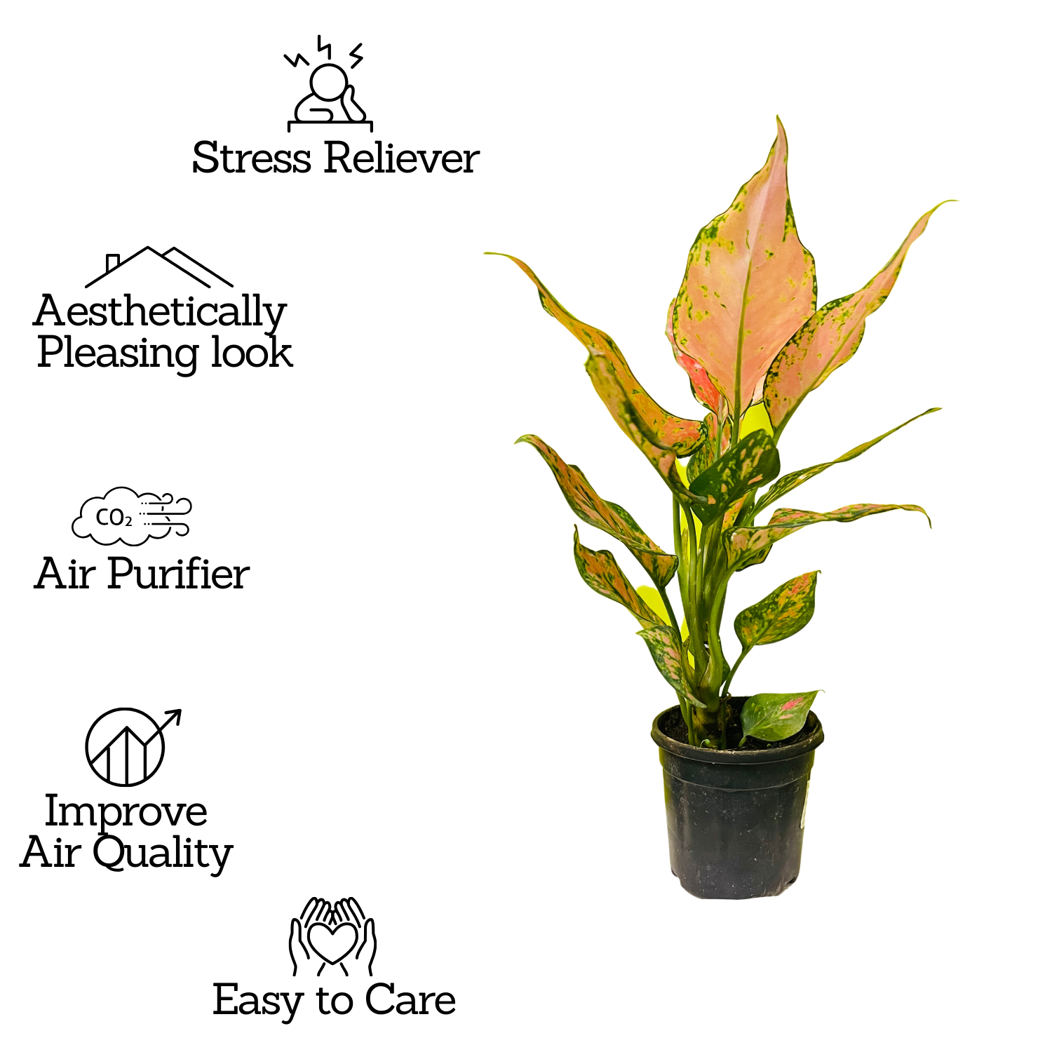Aglaonema Red Angel / Chinese Evergreen (Aglaonema commutatum)- Live Plant  in 10cm Pot