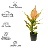 Aglaonema Red Angel / Chinese Evergreen (Aglaonema commutatum)- Live Plant  in 10cm Pot