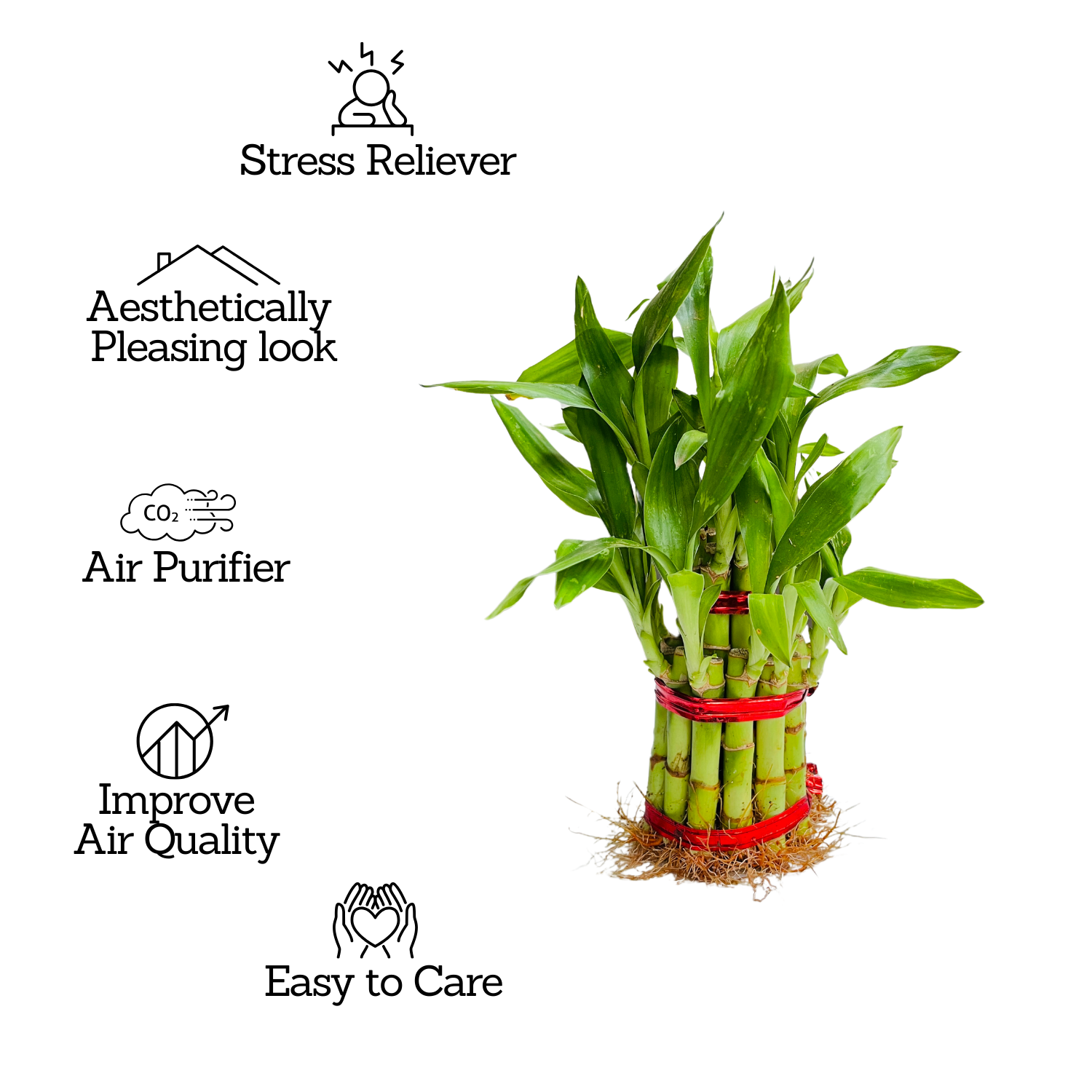 2 layer lucky bamboo plant benefits 2 Layer Lucky Bamboo