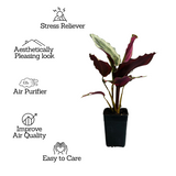 Calathea Roseopicta ƒ??Marionƒ?? - Live Plant (Home & Garden)
