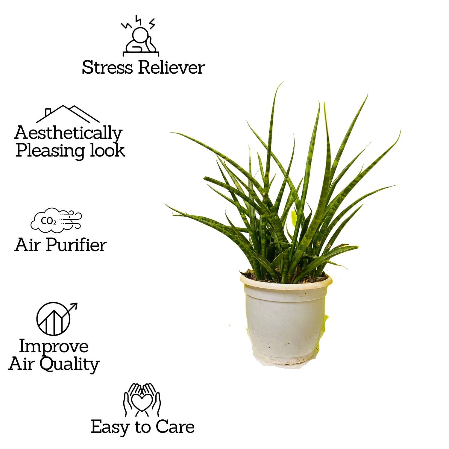 Mikado  (Sansevieria bacularis) - Live Snake Plant For Indoor (Home & Garden)