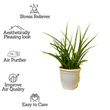 Mikado  (Sansevieria bacularis) - Live Snake Plant For Indoor (Home & Garden)