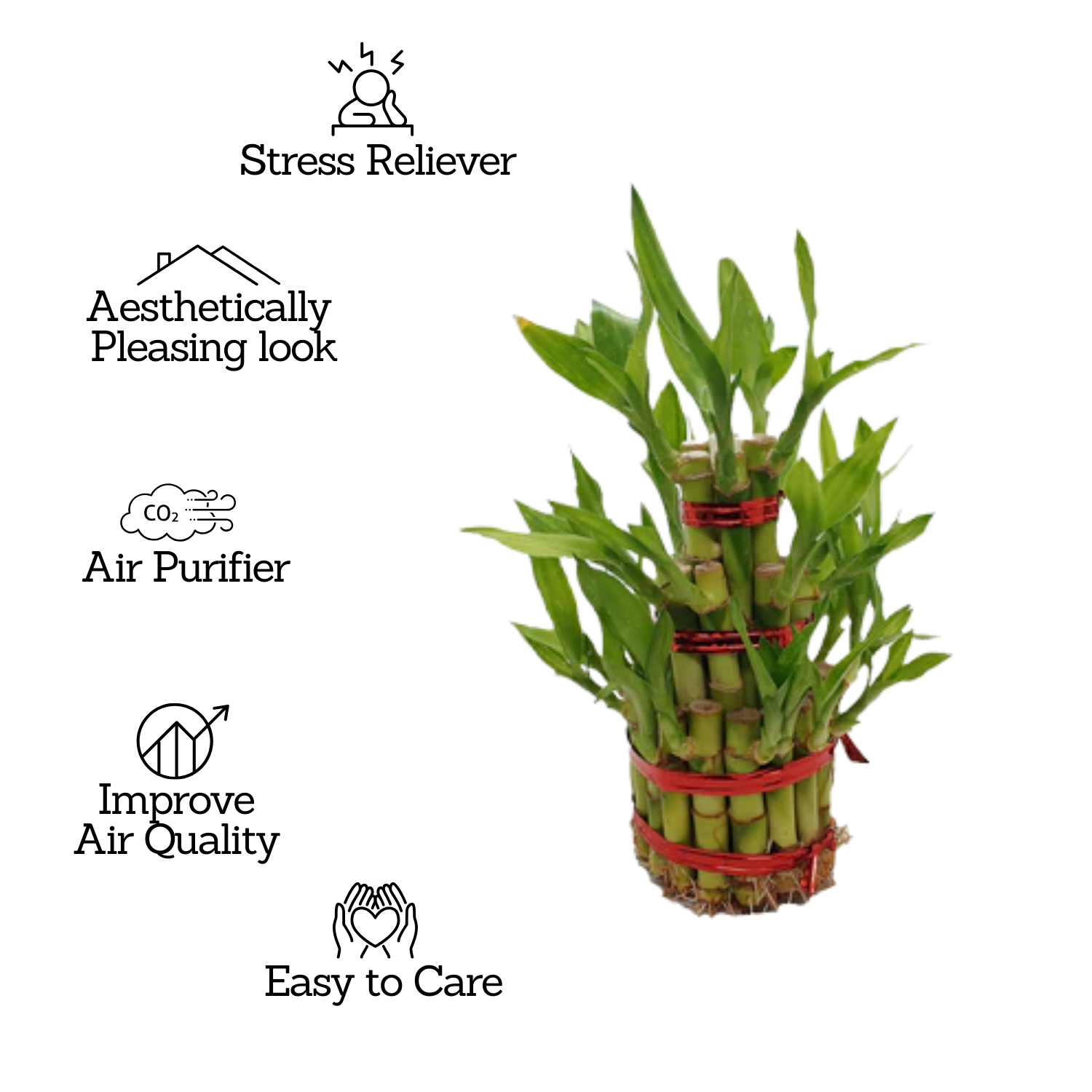 3 Layer Lucky Bamboo - Live Plant (Home & Garden)