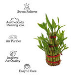 3 Layer Lucky Bamboo - Live Plant (Home & Garden)