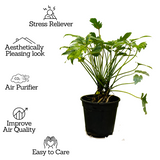 Philodendron Xanadu Green (Thaumatophyllum xanadu)- Live Plant (Home & Garden)