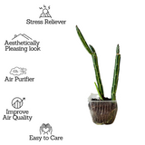 Pencil Cactus / Senecio stapeliiformis/Kleinia stapeliiformis Succulent Live Plant
