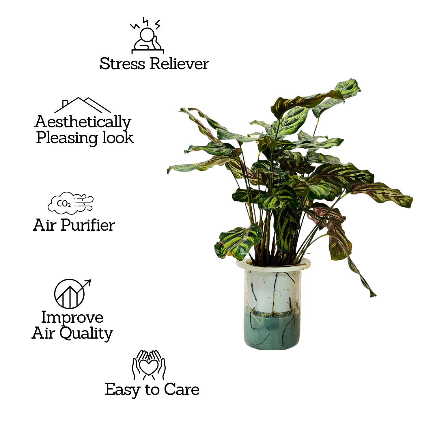 Hydro Calathea / Water Calathea - Live Plant (Home & Garden)