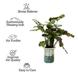 Hydro Calathea / Water Calathea - Live Plant (Home & Garden)