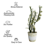 Pedilanthus Nana Variegated / Zig-Zag / Devils Backbone (Tithymaloides Nana) - Live Plant (Home & Garden)