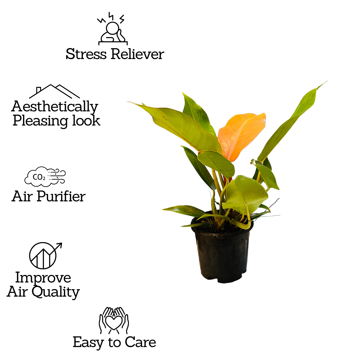 Philodendron "Prince Of Orange" - Live Plant in 5Inch Pot (Home & Graden)