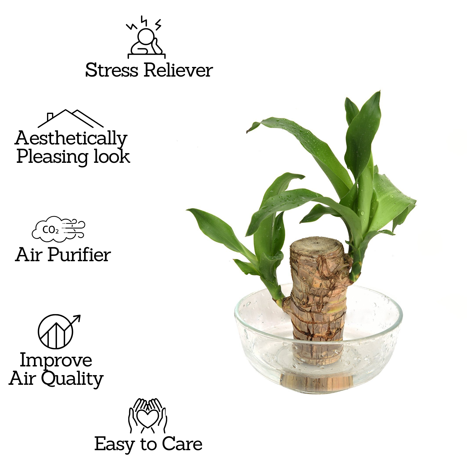 Dracaena Warnecki / Brazilian Lucky Wood Rooted Plant Stem - Live Plant (Home & Garden)