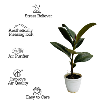rubber plant air purifier Green Rubber Plant, Ficus elastica
