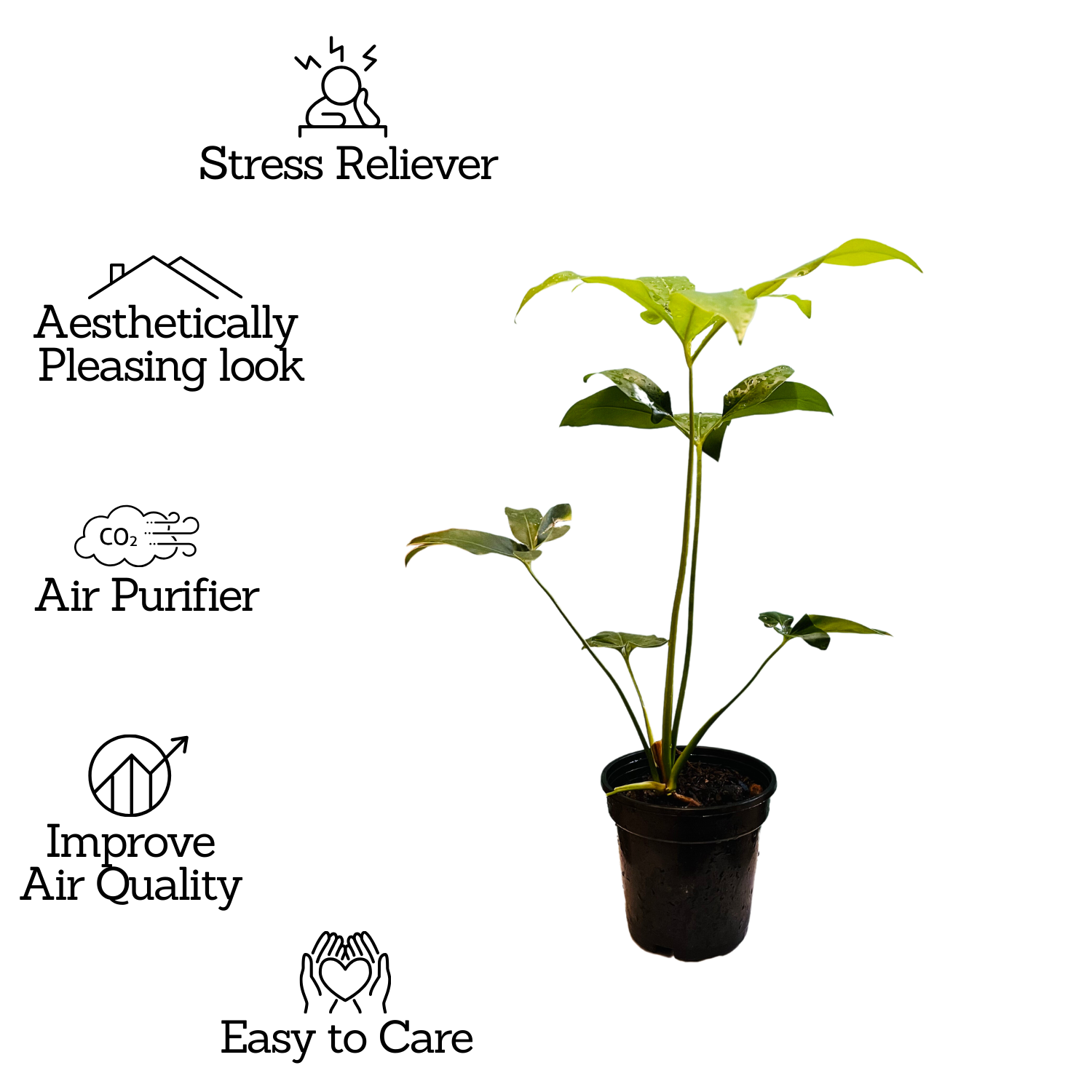 Philodendron Goeldi (Thaumatophyllum Spruceanum) - Live Plant In 5 Inch Pot (Home & Garden)