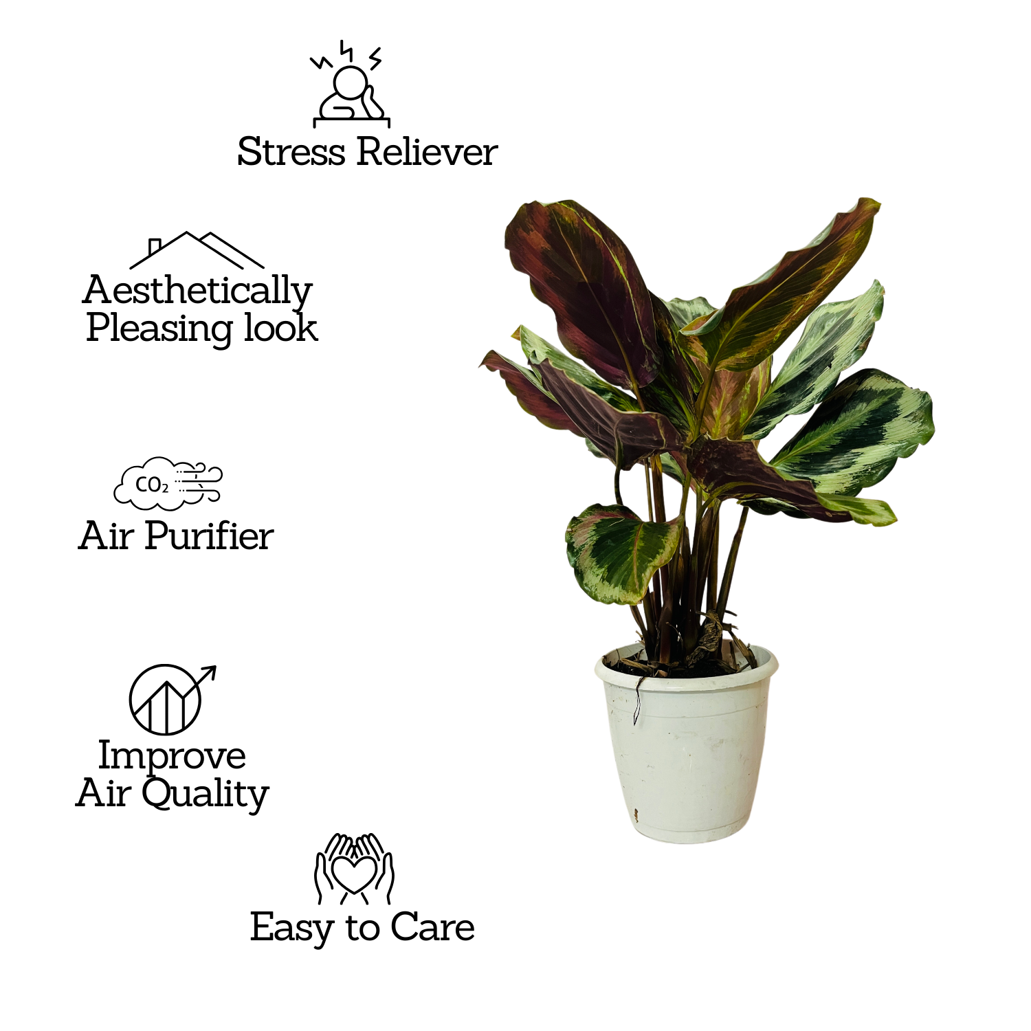 Calathea Illustris - Live Plant (Home & Garden)