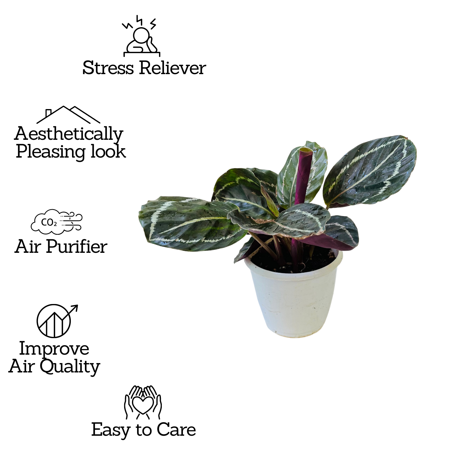 Calathea Roseopicta ƒ??Medallionƒ?? - Live Plant (Home & Garden)
