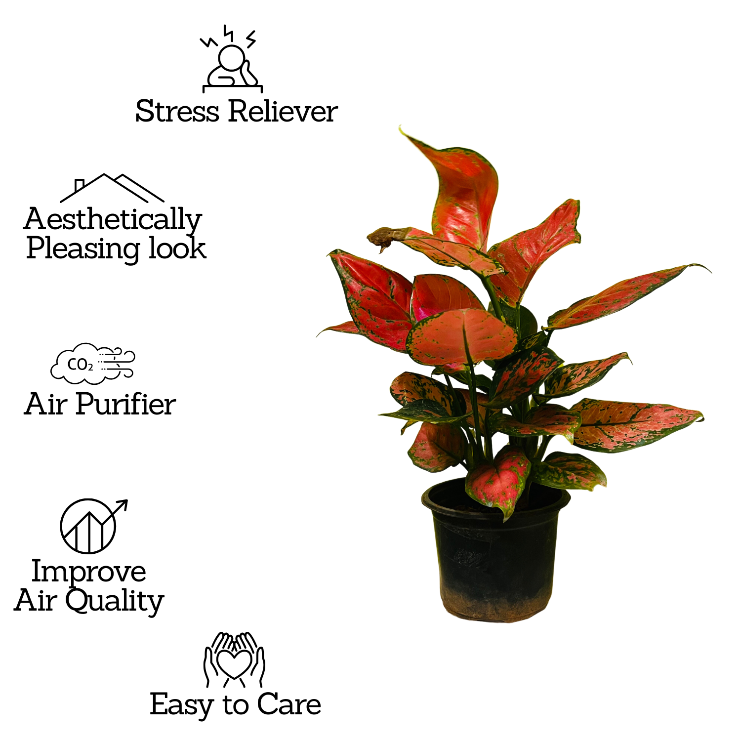 Aglaonema Maroon Beauty (Aglaonema Costatum) - Live Plant  (Home & Garden)