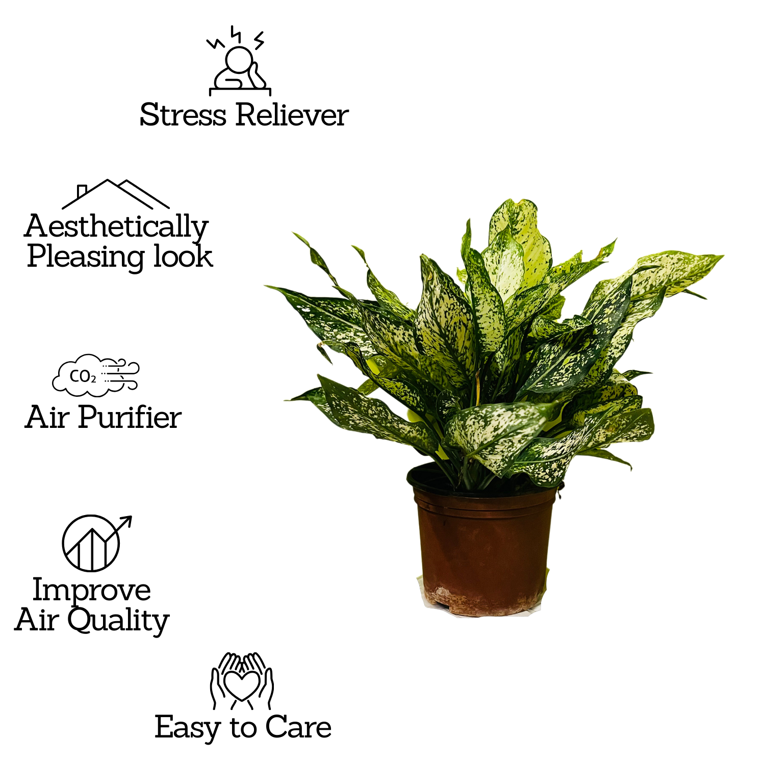 Aglaonema Snow White (Big) (Aglaonema Costatum) - Live Plant  (Home & Garden)