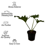 Philodendron Selloum Green - Live  Plant  (Home & Garden)