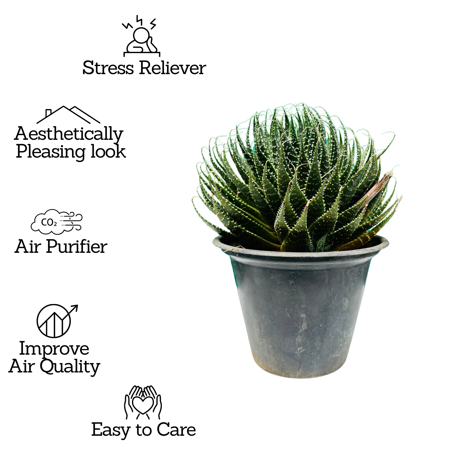 Aloe aristata - Live Plant (Home & Garden)