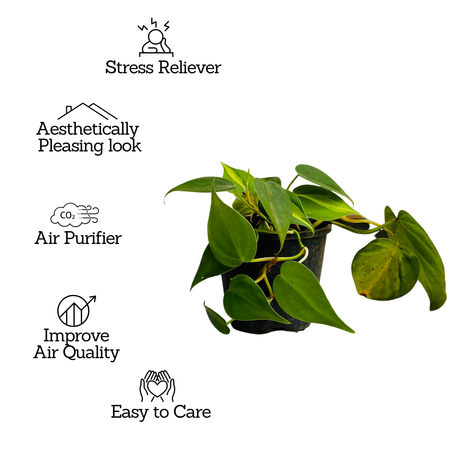 Philodendron Oxycardium Brasil With 4 Inch Pot (Home & Garden)