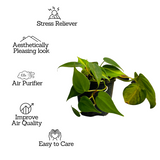 Philodendron Oxycardium Brasil With 4 Inch Pot (Home & Garden)