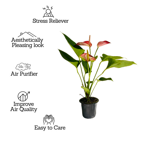 Anthurium Livium Red | Candy Cane | Flamingo Flower Flowering/Ornamental Live Plant (Home & Garden)