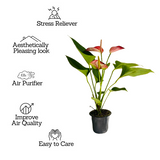 Anthurium Livium Red | Candy Cane | Flamingo Flower Flowering/Ornamental Live Plant (Home & Garden)